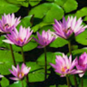 Meet your Posher, Jasmin